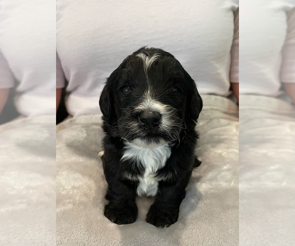 Medium Photo #1 Bernedoodle (Miniature) Puppy For Sale in ALBION, NJ, USA