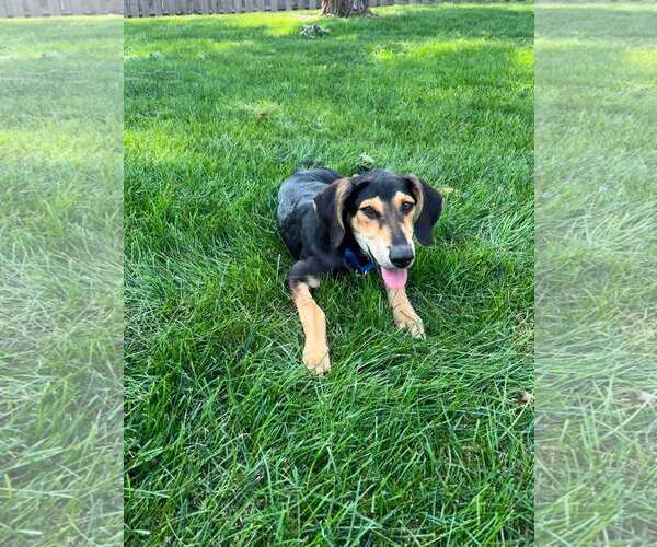 Medium Photo #3 Mutt Puppy For Sale in Plainfield, IL, USA