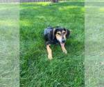 Small #2 Mutt