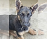 Small Photo #55 German Shepherd Dog Puppy For Sale in WINONA, MN, USA