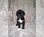 Puppy Puppy 3 Cane Corso