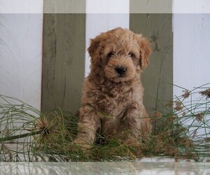Goldendoodle (Miniature) Puppy for sale in FREDERICKSBG, OH, USA