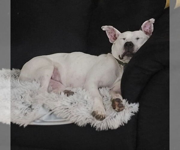 Medium Photo #26 American Pit Bull Terrier-Unknown Mix Puppy For Sale in Germantown, OH, USA