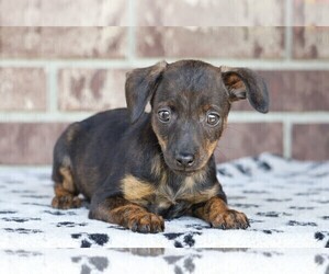 Pinny-Poo Puppy for sale in FREDERICKSBG, OH, USA