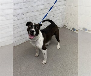 Mutt Dogs for adoption in San Bernardino, CA, USA