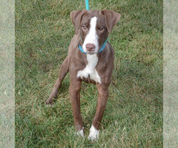 Medium Photo #3 - Mix Puppy For Sale in Huntley, IL, USA