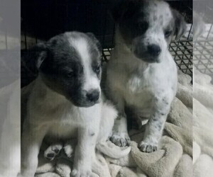 Texas Heeler Puppy for sale in SPENCER, TN, USA