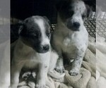 Small Photo #1 Texas Heeler Puppy For Sale in SPENCER, TN, USA