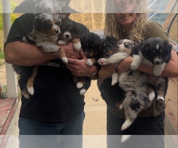 Medium Photo #1 Australian Shepherd Puppy For Sale in FESTUS, MO, USA