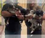 Image preview for Ad Listing. Nickname: Litter of 6