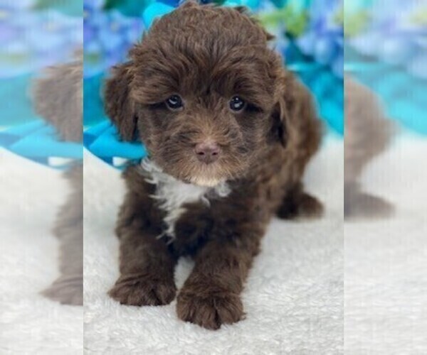 Medium Photo #1 Aussiedoodle Miniature  Puppy For Sale in BULLARD, TX, USA