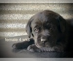 Puppy White Collar Labrador Retriever