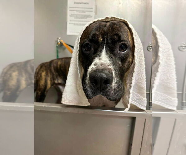 Medium Photo #5 Mutt Puppy For Sale in Virginia Beach, VA, USA