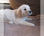 Small #68 English Cream Golden Retriever