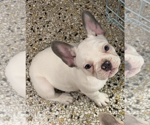 French Bulldog Puppy for sale in CUSHING, OK, USA