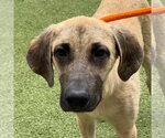 Small Labrador Retriever Mix