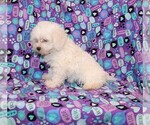 Small Photo #2 Zuchon Puppy For Sale in BLOOMINGTON, IN, USA