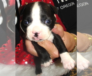 Boston Terrier Puppy for sale in CRKD RVR RNCH, OR, USA