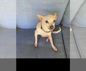 Chihuahua-Unknown Mix Dogs for adoption in Denton, TX, USA