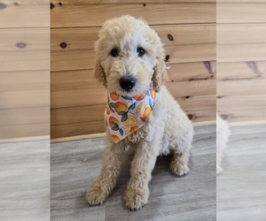 Labradoodle Puppy for sale in WILLIAMSTOWN, KY, USA