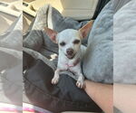 Small #7 Chihuahua