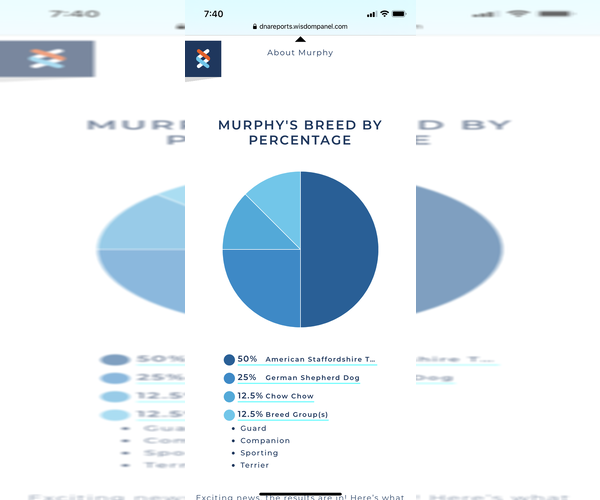 Medium Photo #3 American Staffordshire Terrier-Unknown Mix Puppy For Sale in Brewster, NY, USA
