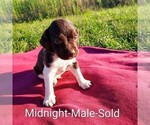 Puppy Midnight Brittany