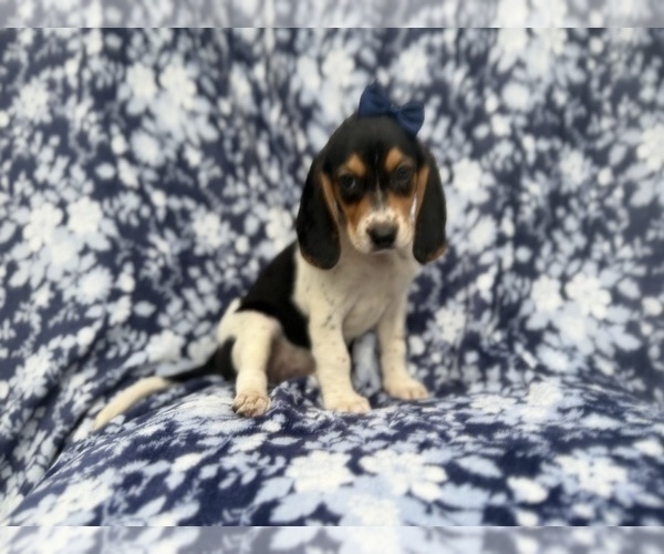 Medium Photo #7 Beagle Puppy For Sale in LAKELAND, FL, USA