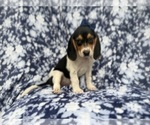 Small #6 Beagle