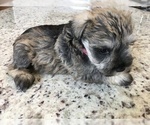 Small Photo #1 Schnauzer (Miniature) Puppy For Sale in VALRICO, FL, USA
