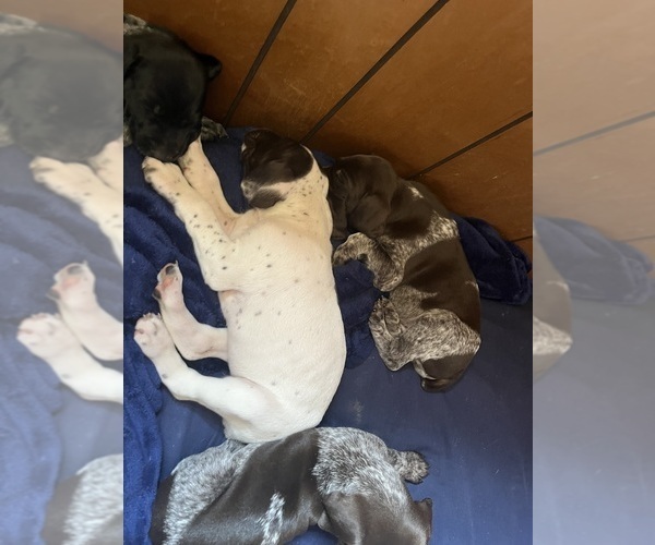 Medium Photo #7 German Shorthaired Pointer Puppy For Sale in ELK GARDEN, WV, USA