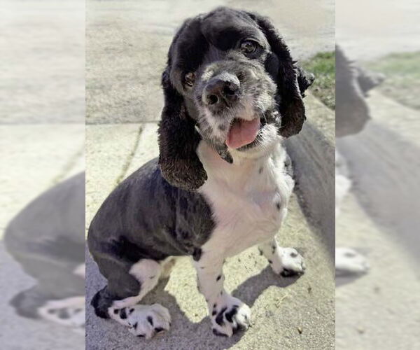 Medium Photo #13 Cocker Spaniel Puppy For Sale in Arlington, VA, USA