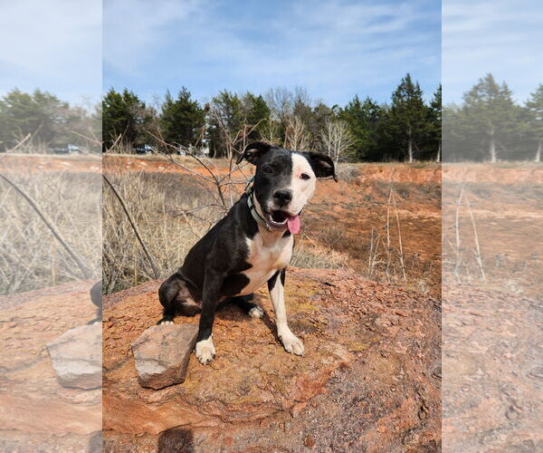Medium Photo #2 Mutt Puppy For Sale in Guthrie, OK, USA
