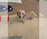 Small Photo #1 Dachshund Puppy For Sale in WESTLAND, MI, USA