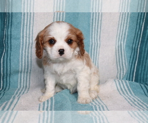 Cavalier King Charles Spaniel Puppy for sale in SHILOH, OH, USA
