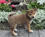 Small #1 Shiba Inu