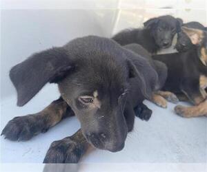German Shepherd Dog-Irish Wolfhound Mix Dogs for adoption in Houston, TX, USA