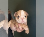 Small Photo #9 Bulldog Puppy For Sale in PORTERVILLE, CA, USA