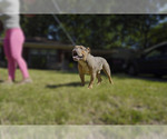 Small Photo #3 Olde English Bulldogge Puppy For Sale in MEMPHIS, TN, USA