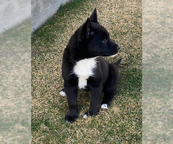 Medium Photo #2 Australian Kelpie-Unknown Mix Puppy For Sale in MIDWAY, UT, USA