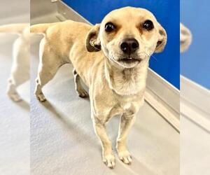 Chihuahua-Unknown Mix Dogs for adoption in Visalia, CA, USA
