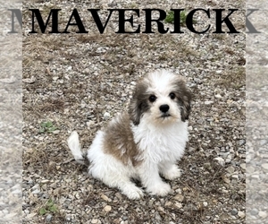 Schnoodle (Miniature) Puppy for sale in HARTLAND, MN, USA