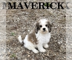 Maverick - Male Schnoodle (Miniature) Puppy for Sale - Small photo