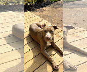 American Pit Bull Terrier Dogs for adoption in Southbury, CT, USA