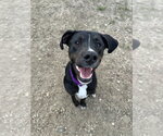 Small #3 Labrador Retriever Mix