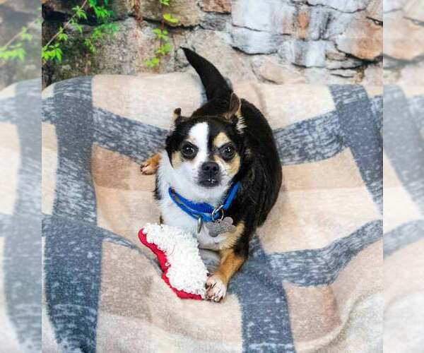 Medium Photo #6 Chihuahua Puppy For Sale in Kennesaw, GA, USA