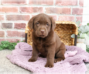 Labrador Retriever Puppy for sale in SYRACUSE, IN, USA