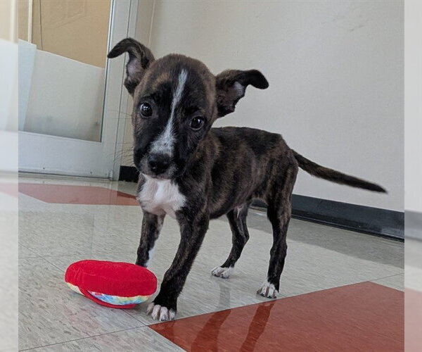 Medium Photo #1 Mutt Puppy For Sale in Plano, TX, USA