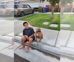 Small Photo #5 Boxer-Staffordshire Bull Terrier Mix Puppy For Sale in San Bernardino , CA, USA