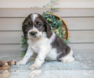 Medium Cocker Spaniel